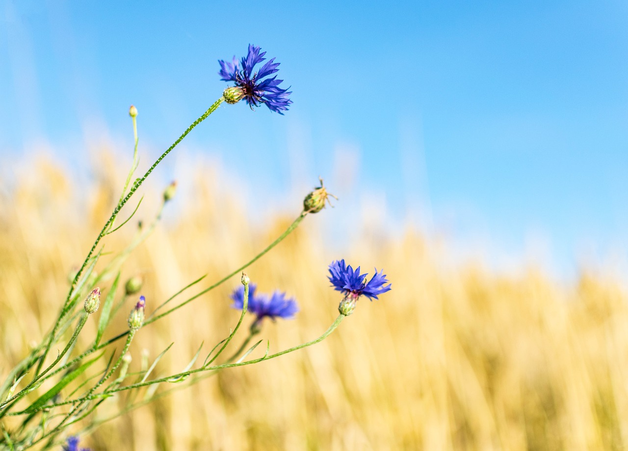 Blå blomma på äng