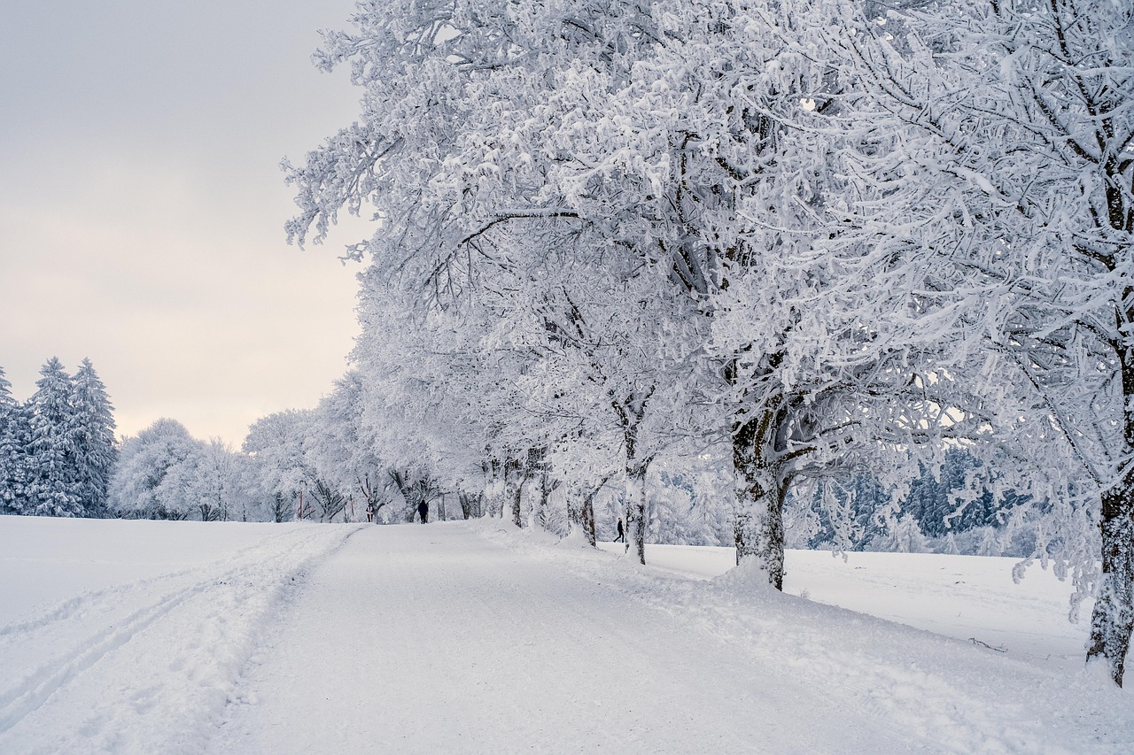 Snöbeklädda träd i rad bredvid plogad väg