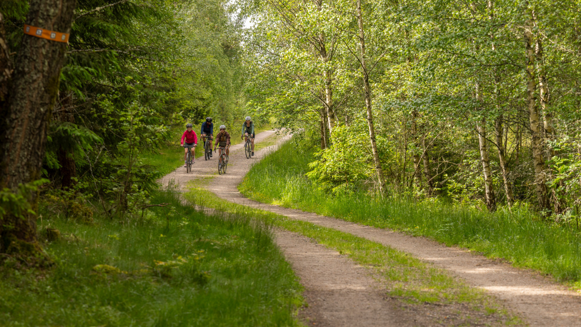 Bild på slingrande grusväg i skogsmiljö med människor som vandrar