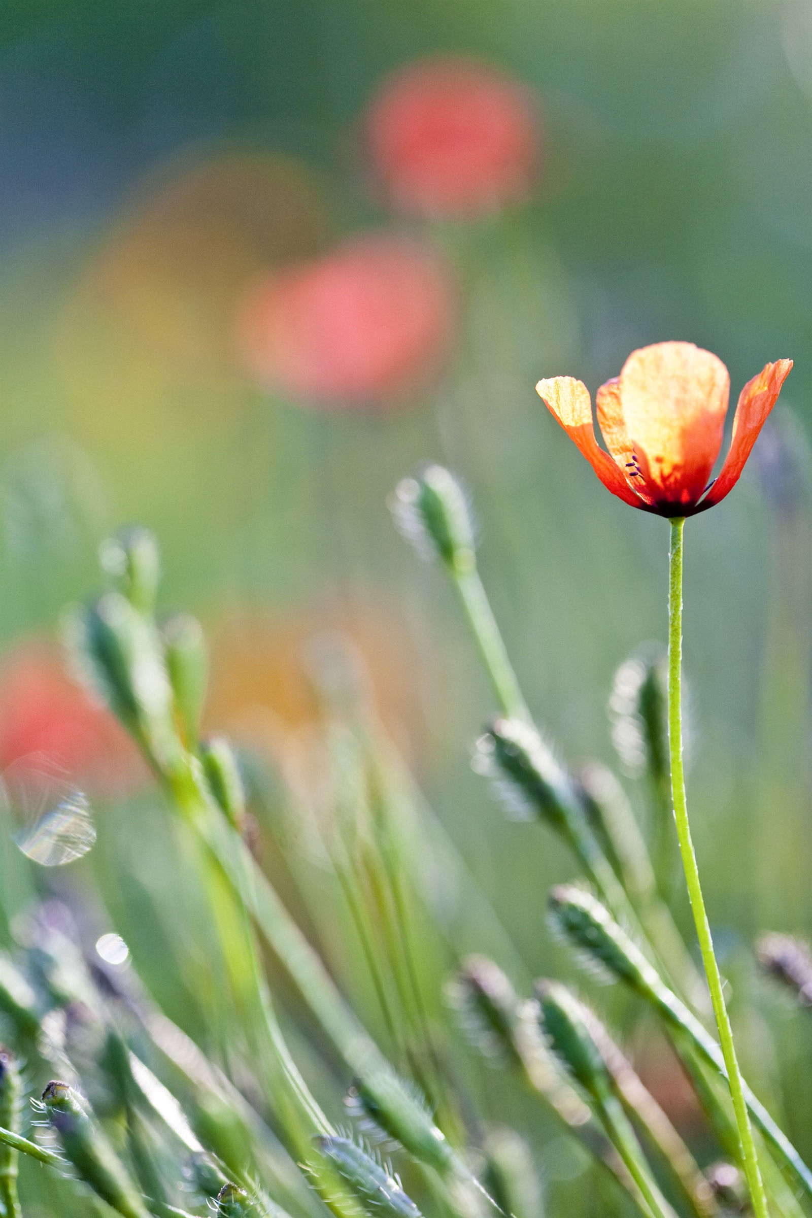 röd vallmoblomma på äng